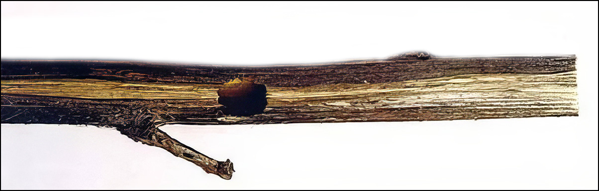 Agapanthia intermedia - biology