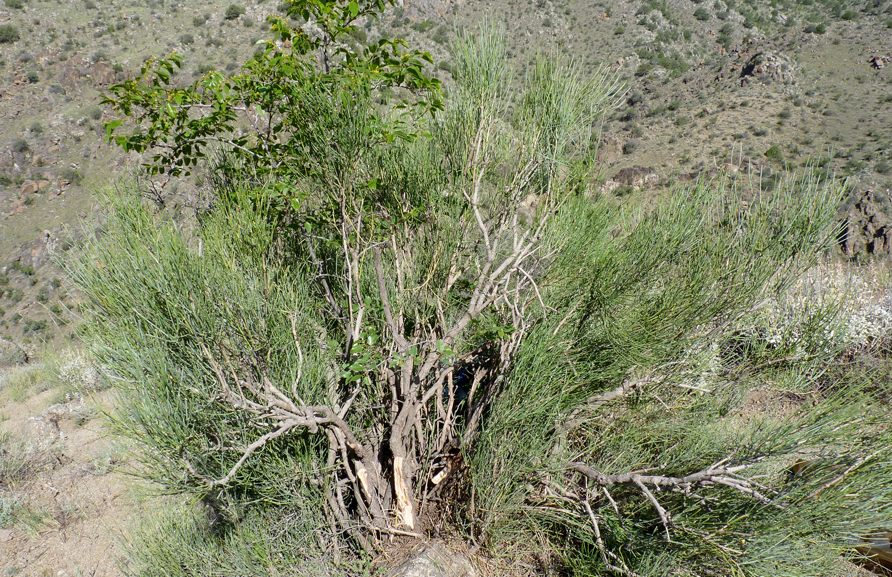 Anoplistes agababiani - habitat