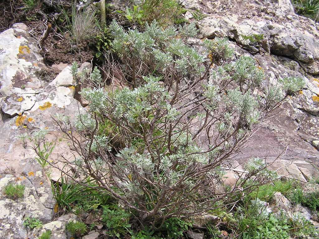 Artemisia thuscula