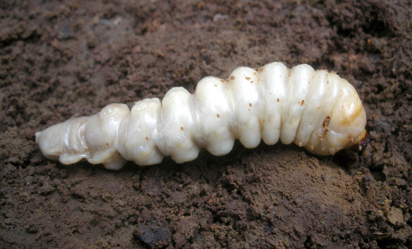 Callergates gaillardoti - larva