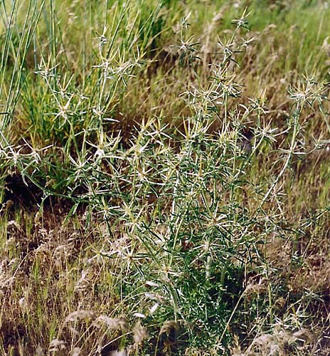 Centaurea sp. [1]