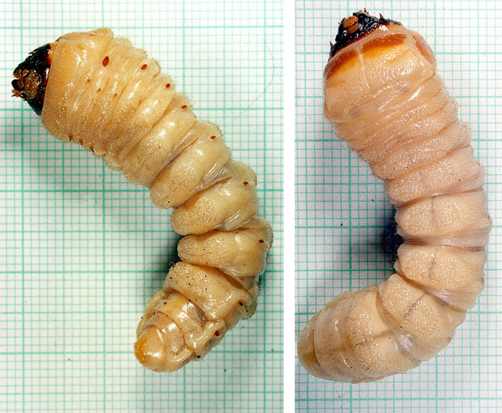 Cerambyx cerdo cerdo - larva