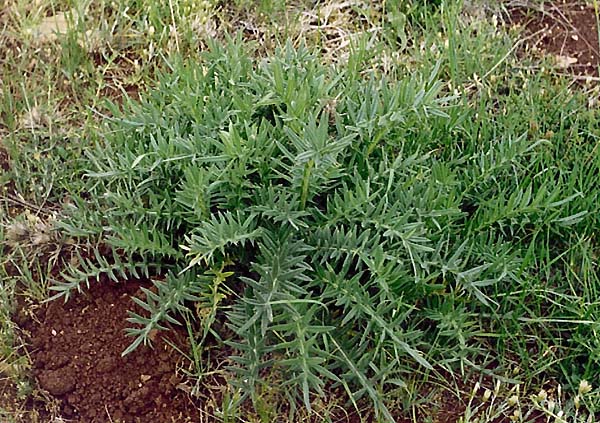 Cirsium lappaceum