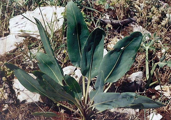 Cynoglossum cf. foliosum