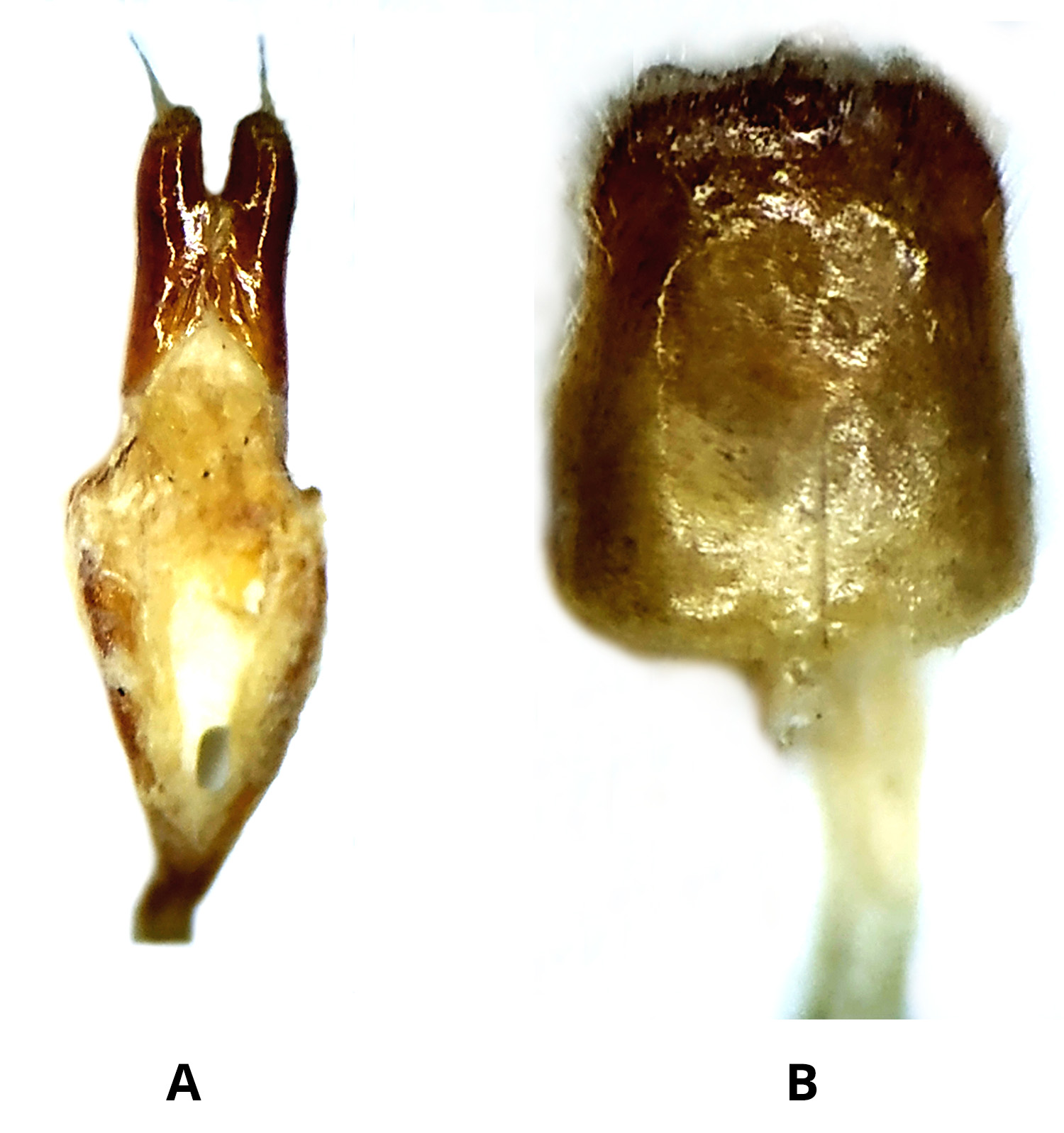 Deroplia hesperus - genitalia