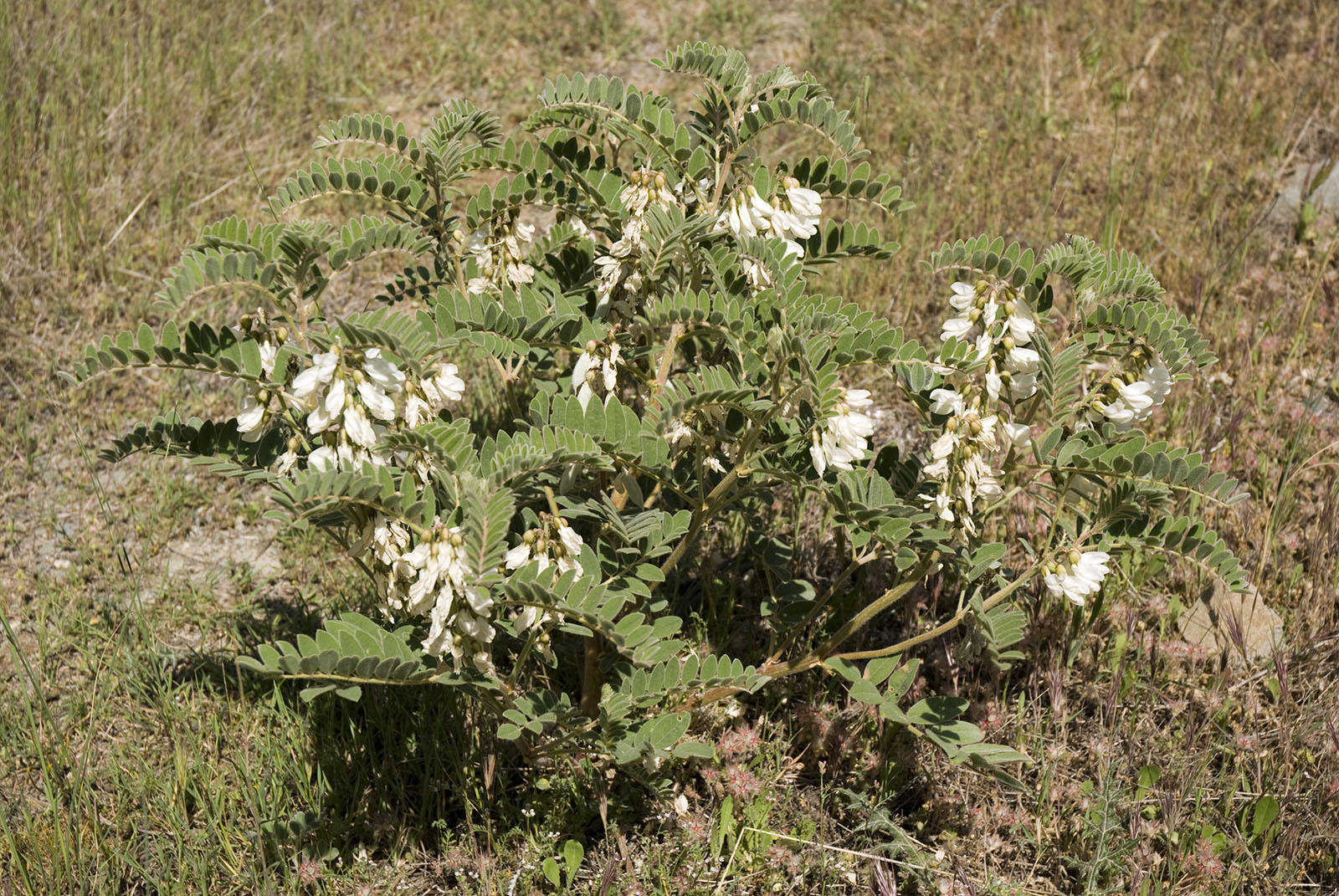 Erophaca baetica orientalis