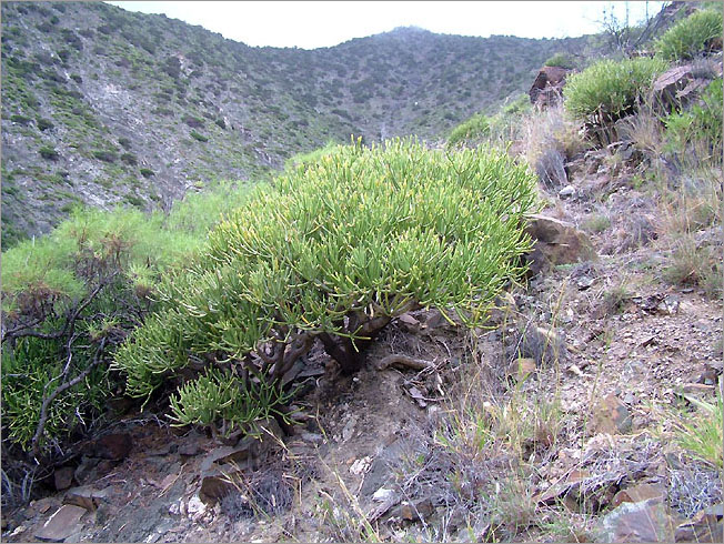 Euphorbia aphyla