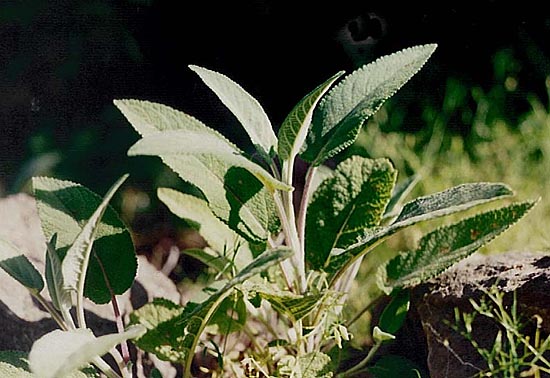 undetermined plant - Lamiaceae