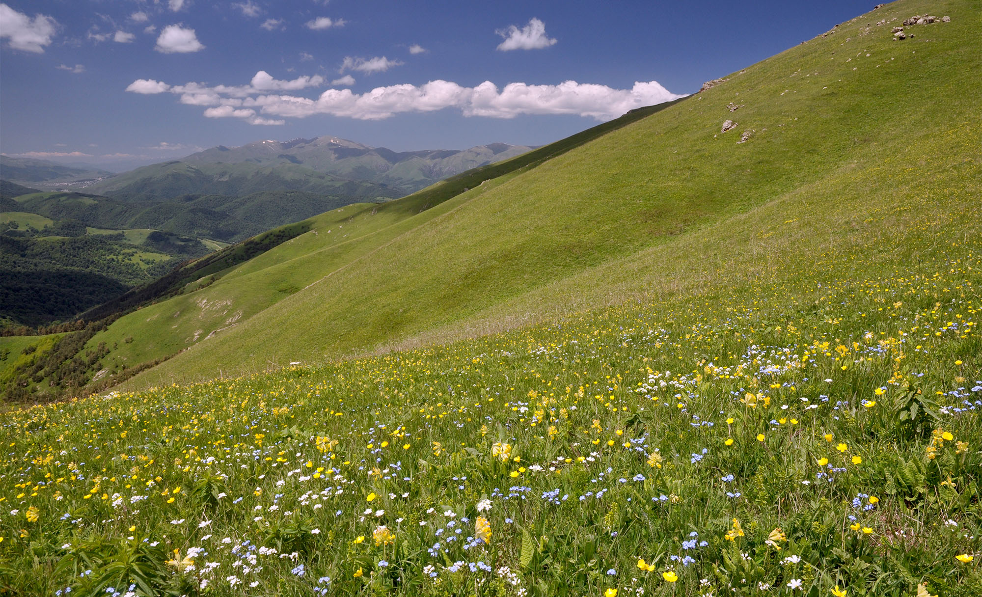 Mountain meadows in Semyonovka environs