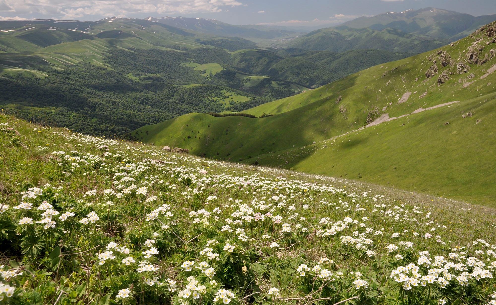 Mountain meadows in Semyonovka environs