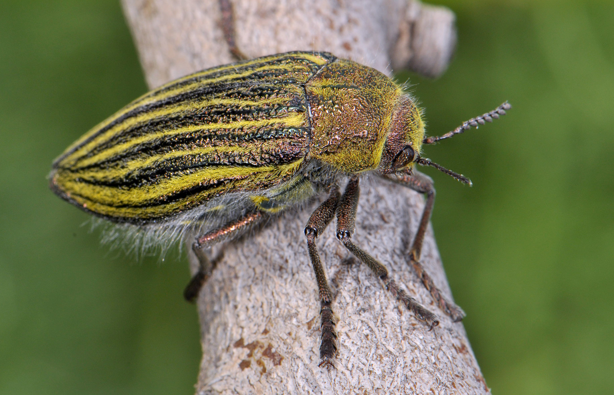 Buprestidae