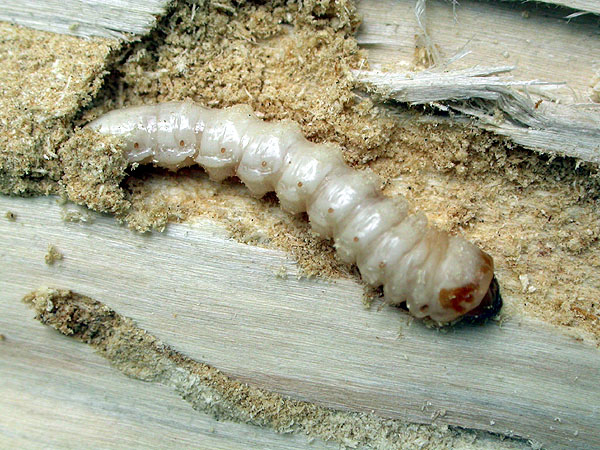 Macroleptura thoracica - larva