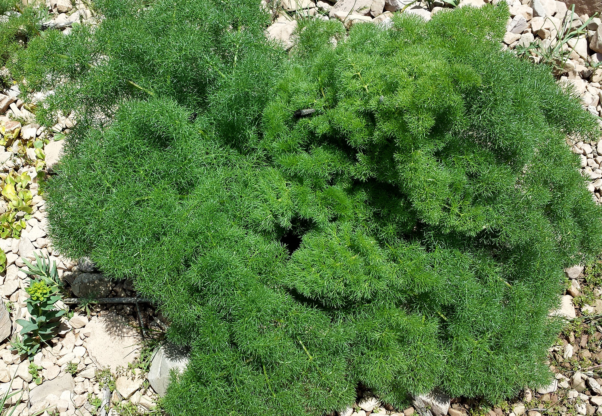 Mallosia mirabilis mirabilis - host plant