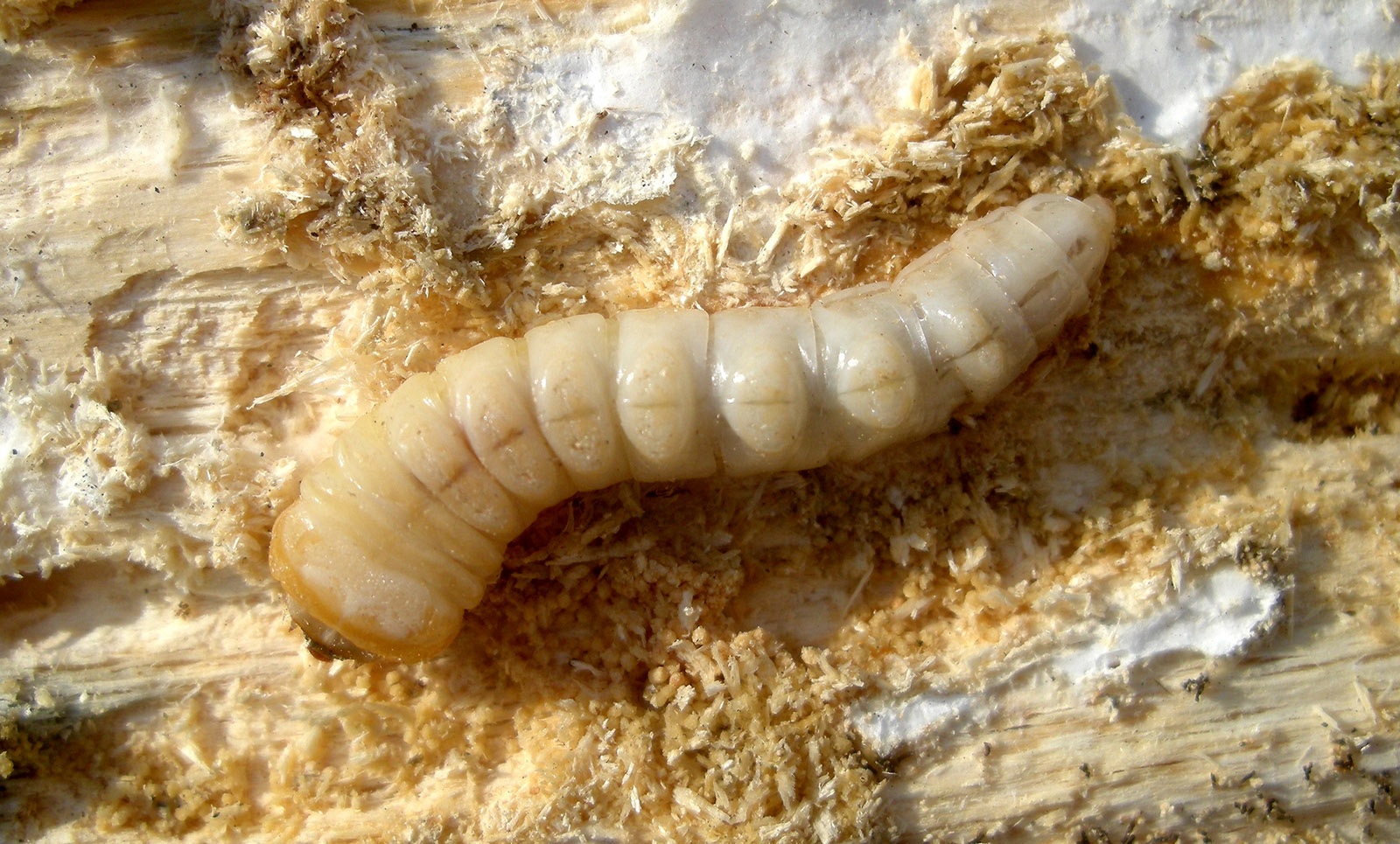 Necydalis major - larva