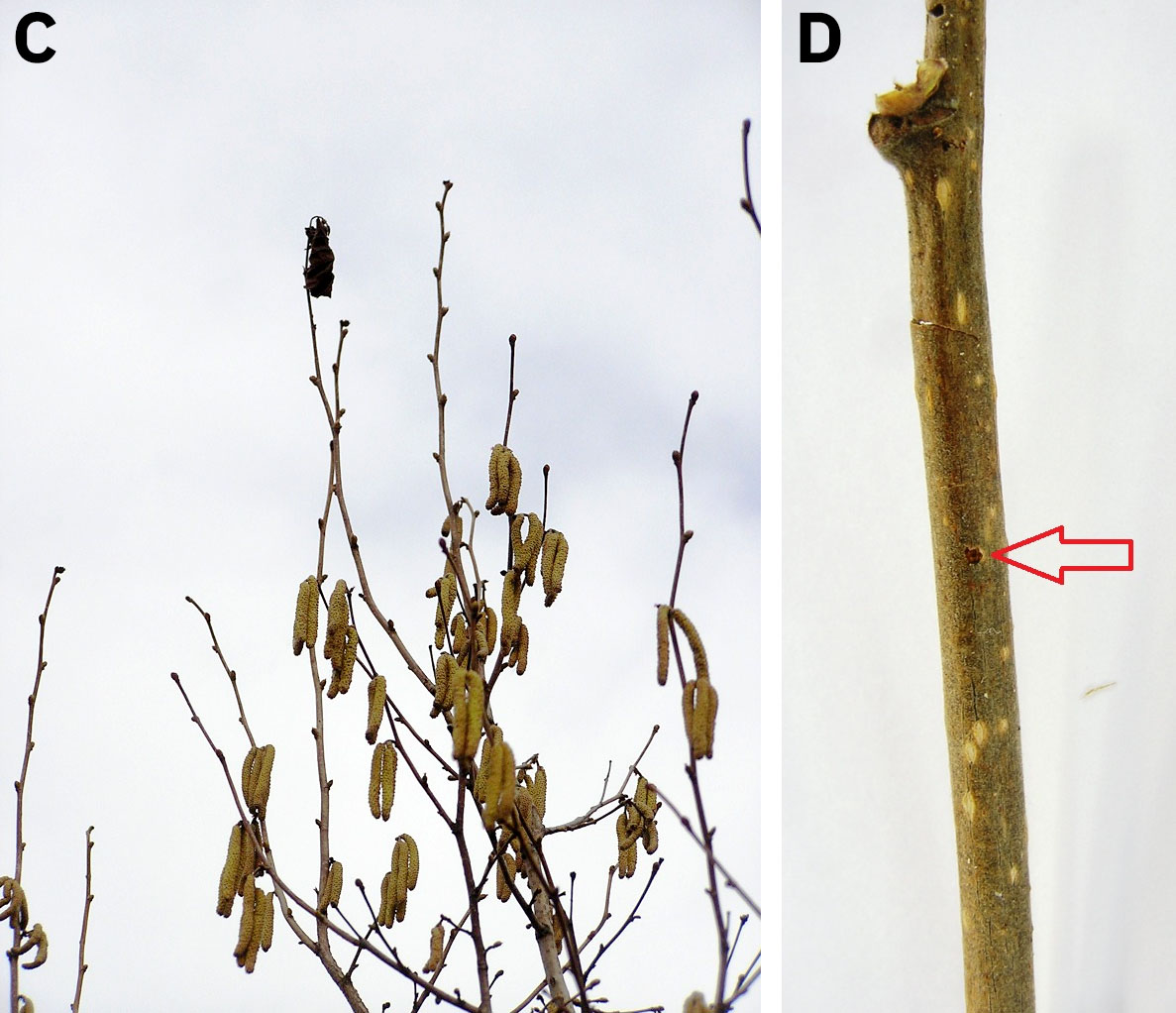 Oberea linearis - host tree infested