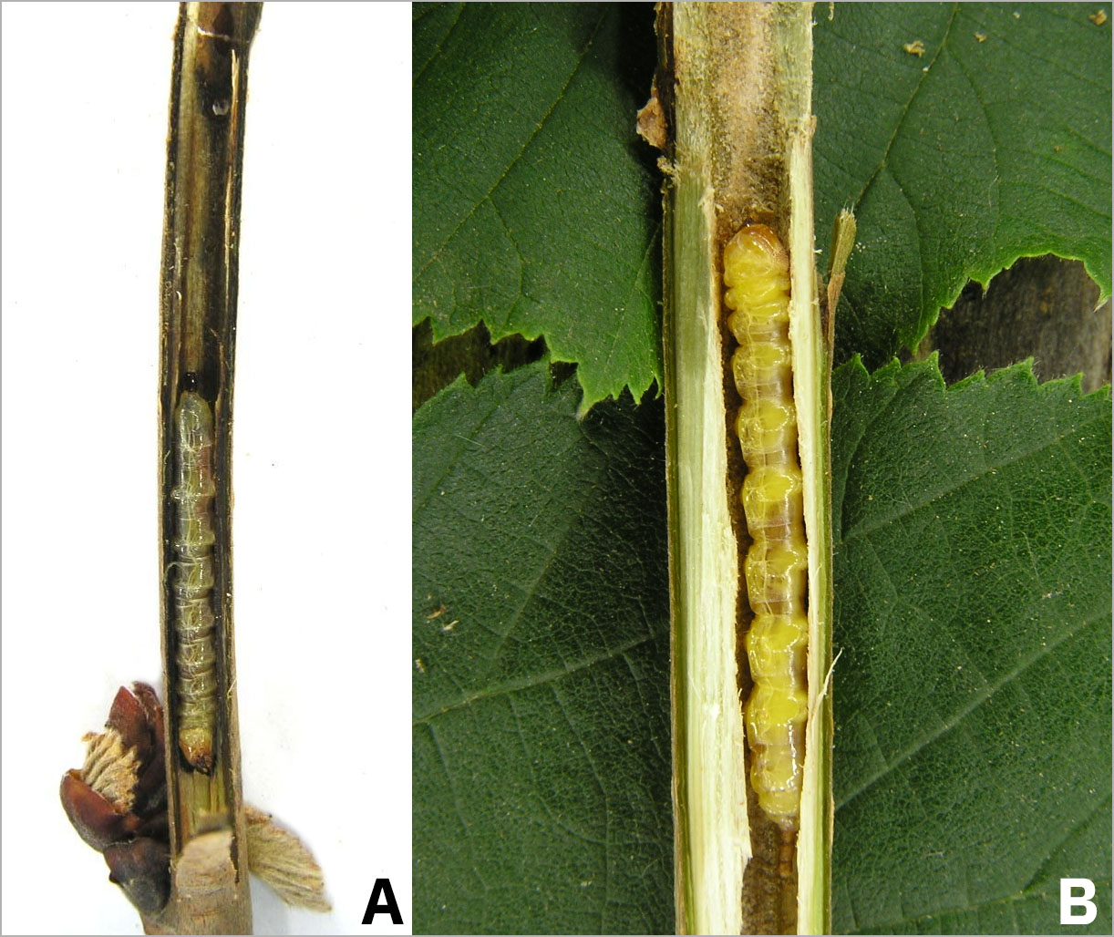 Oberea linearis - larvae