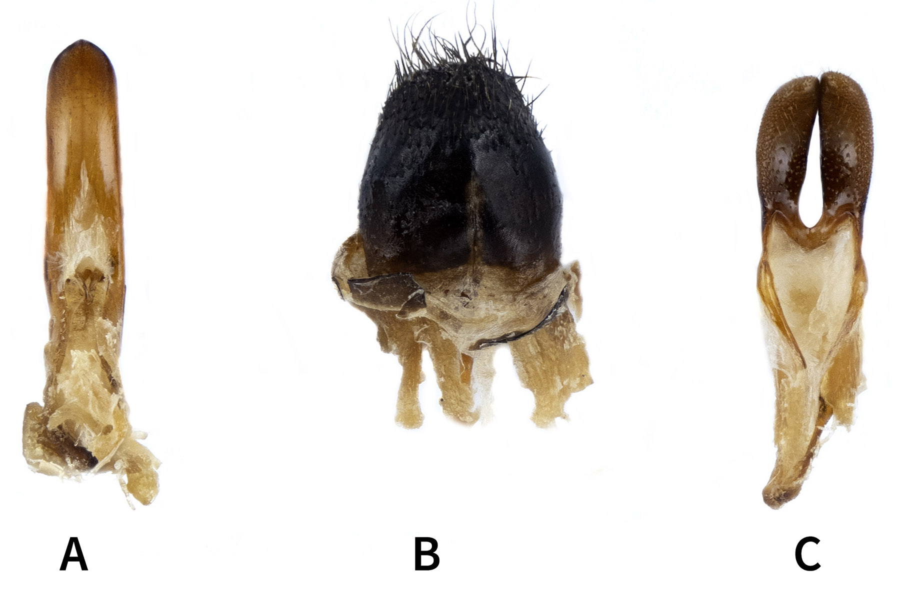 Paracorymbia hybrida - genitalia