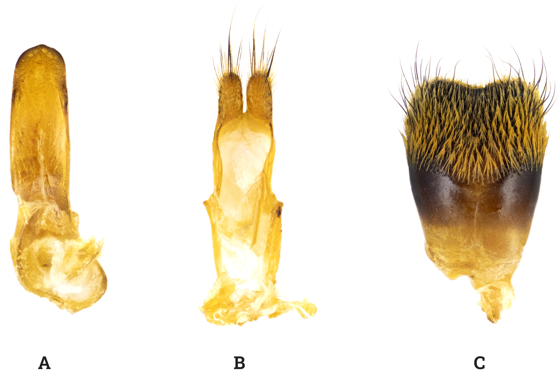 Agapanthia gazanchidisi - genitalia