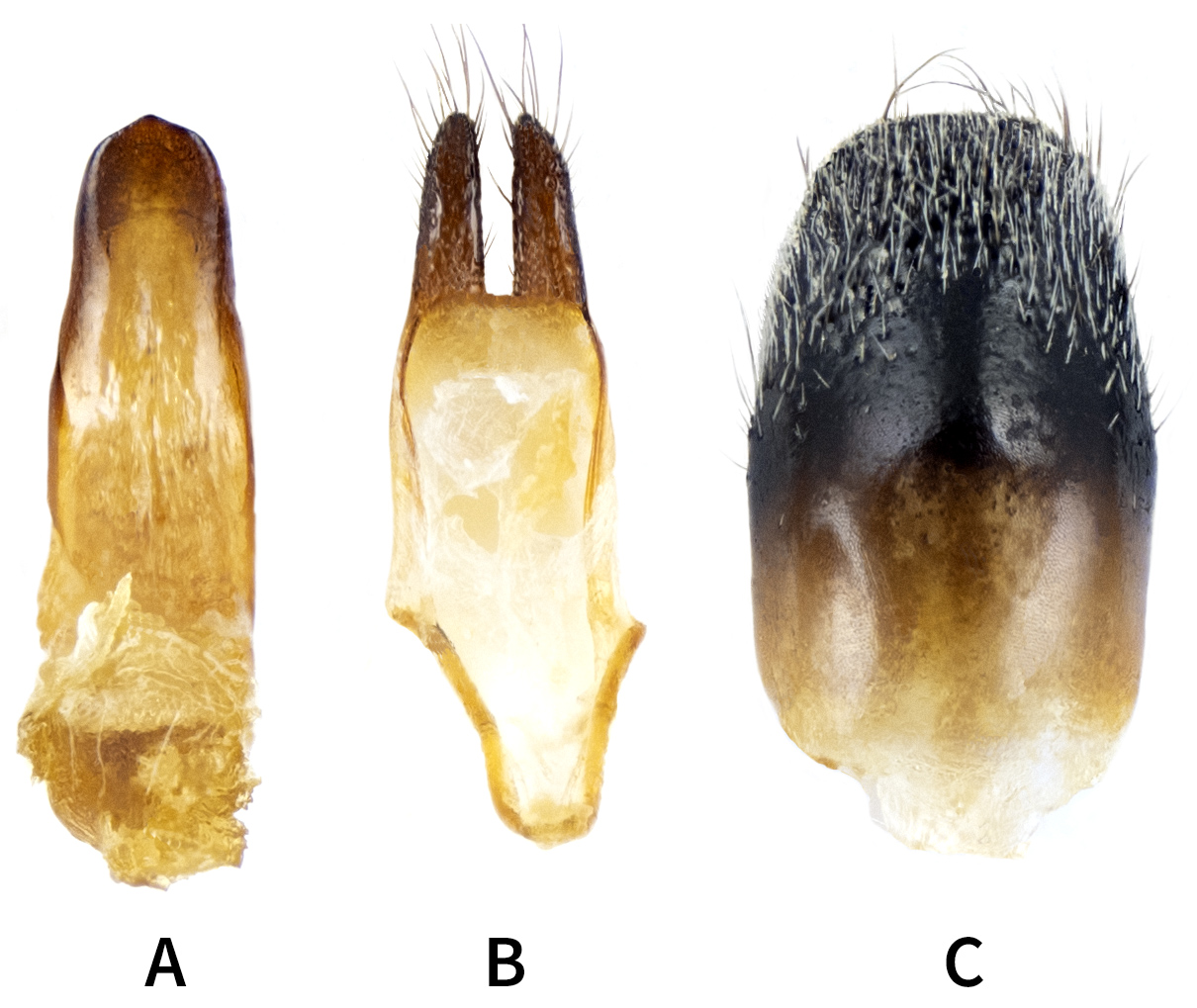 Phytoecia gougeletii - male genitalia