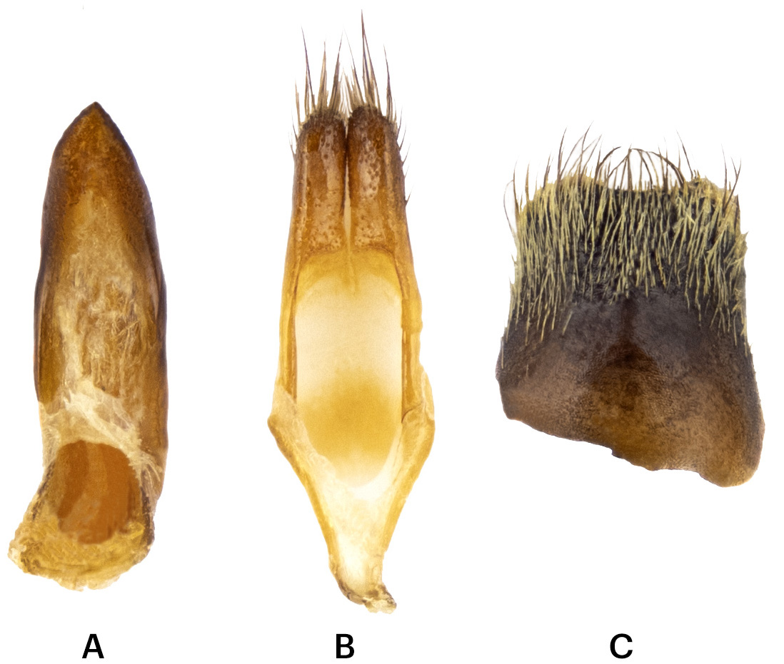 Phytoecia ochraceipennis - genitalia