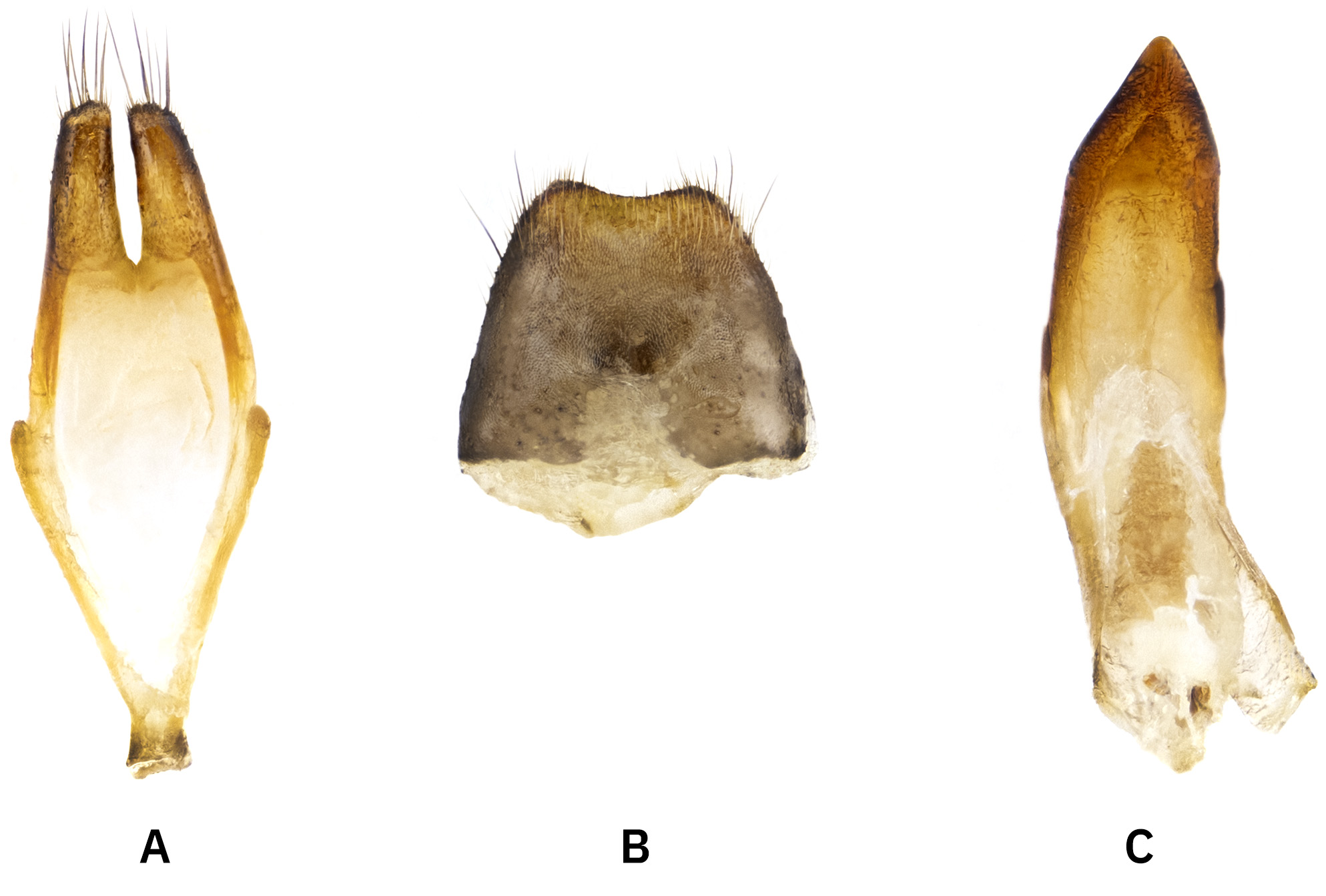Pogonocherus caroli caroli - genitalia