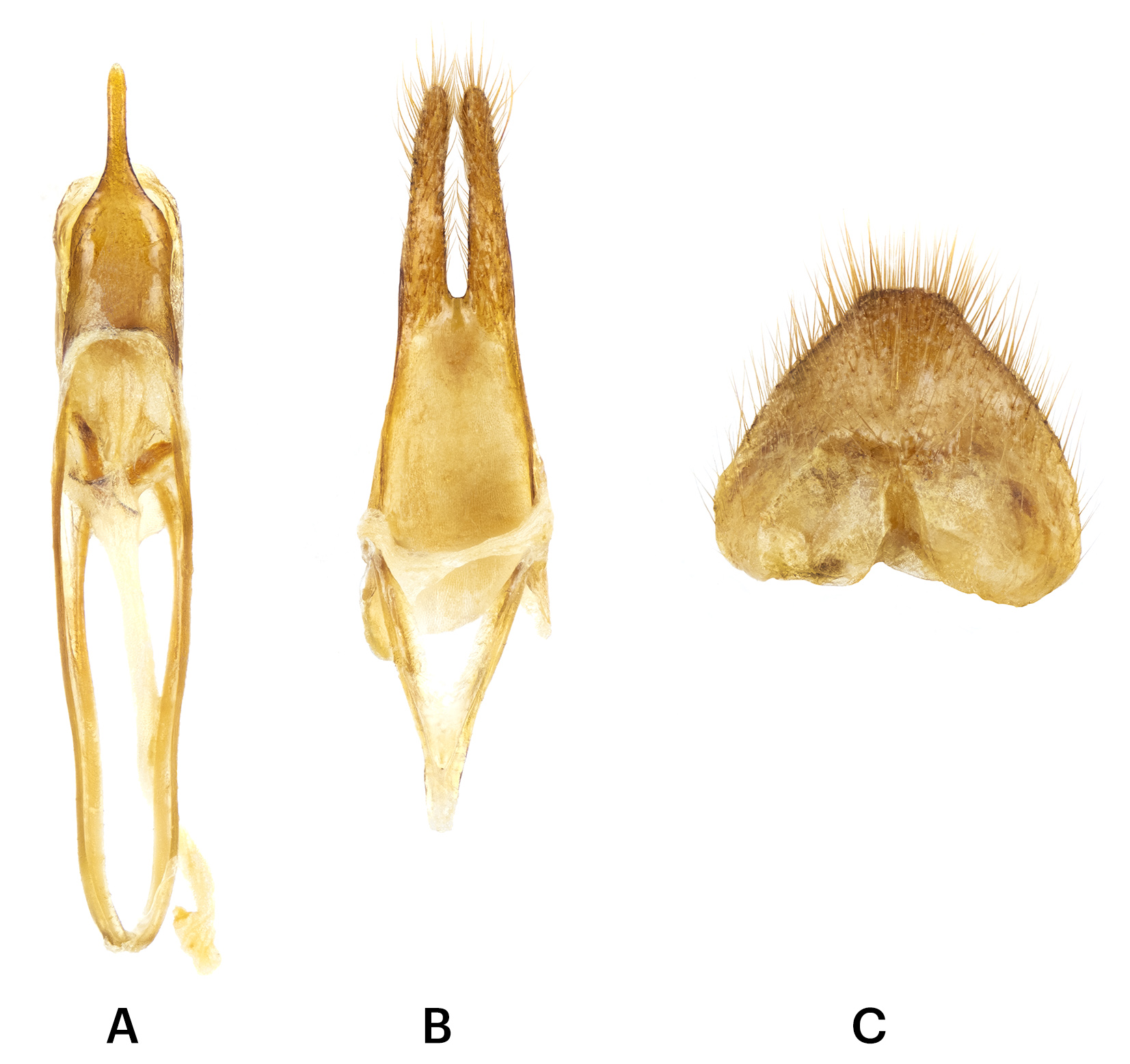 Polyarthron philbyi - genitalia