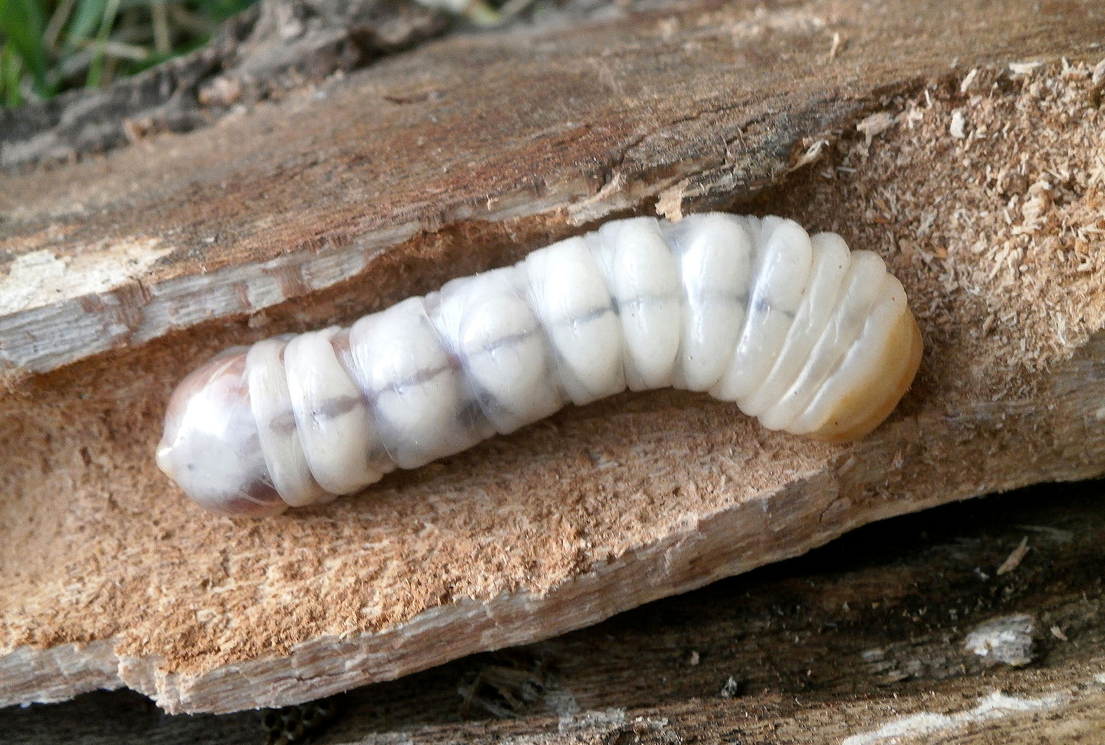 Prinobius myardi slamorum - larva
