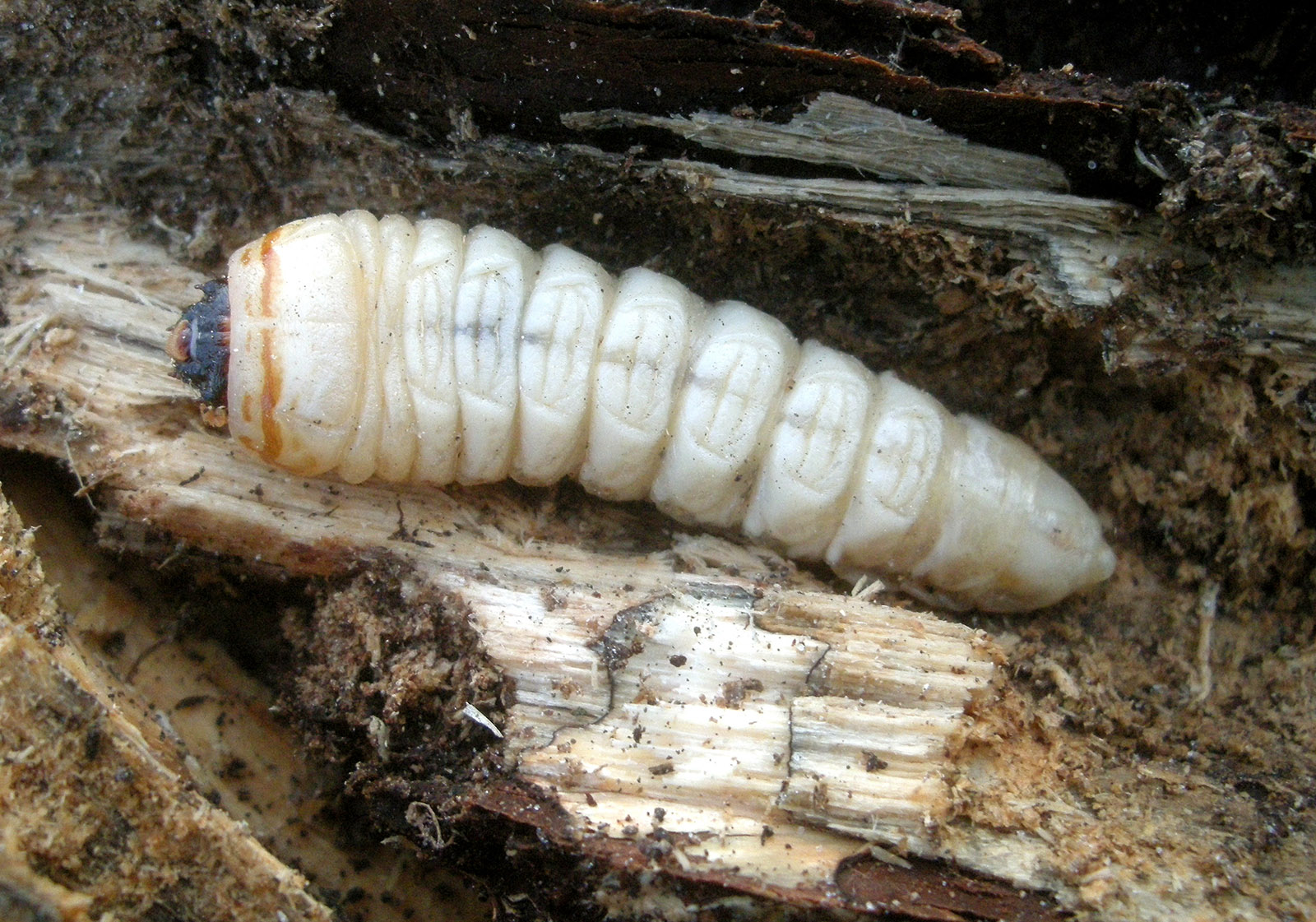 Prionus coriarius - larva