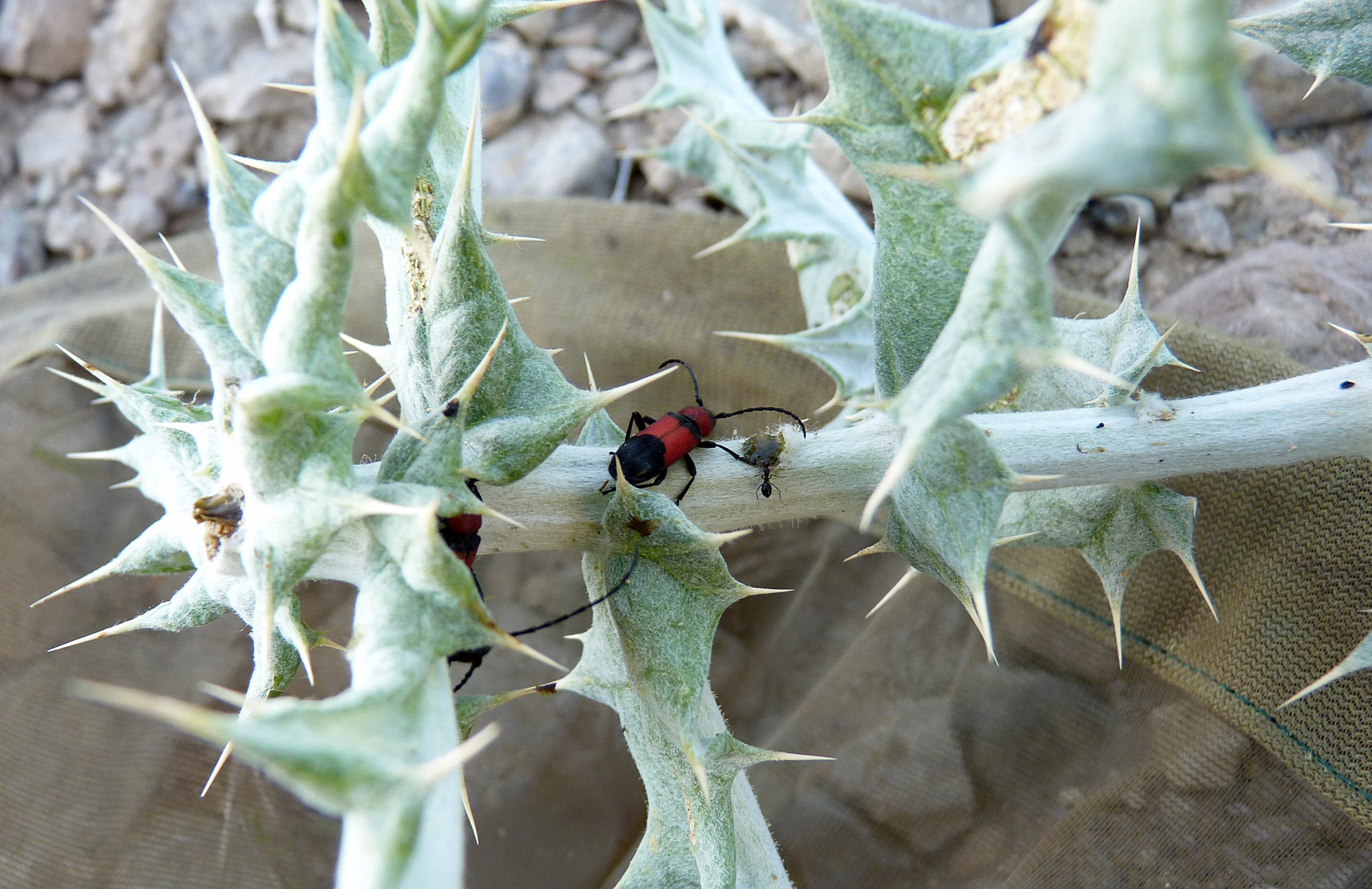 Purpuricenus nanus - probable host plant