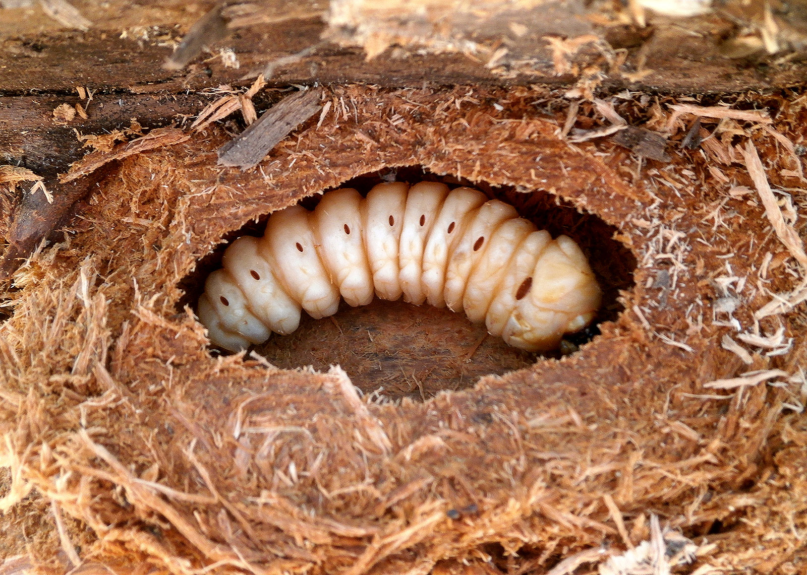 Rhaesus serricollis - larva