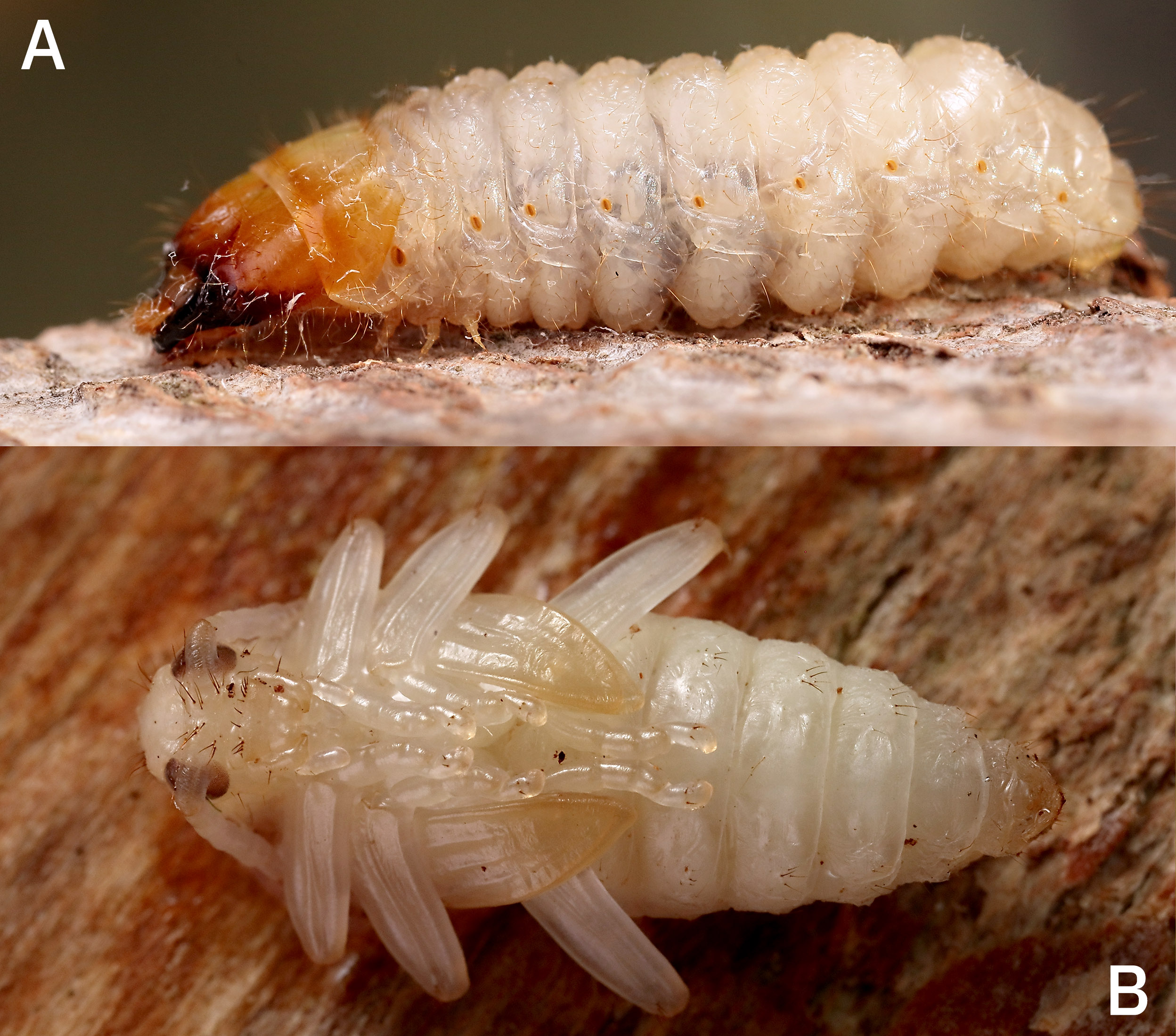 Rhagium mordax - larva a pupa