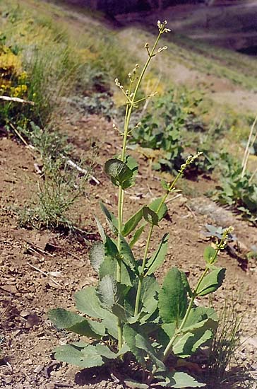 Salvia cf. hypoleuca