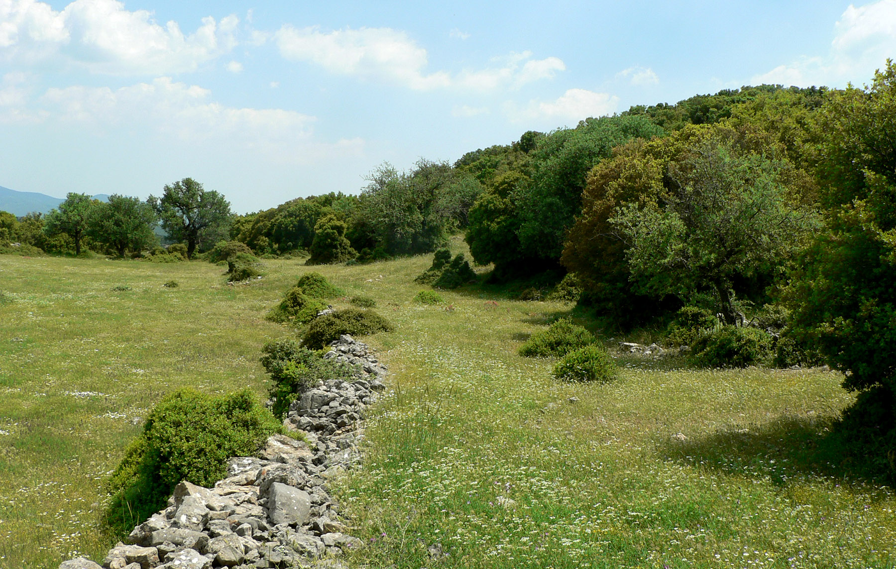 Saperda quercus quercus - habitat