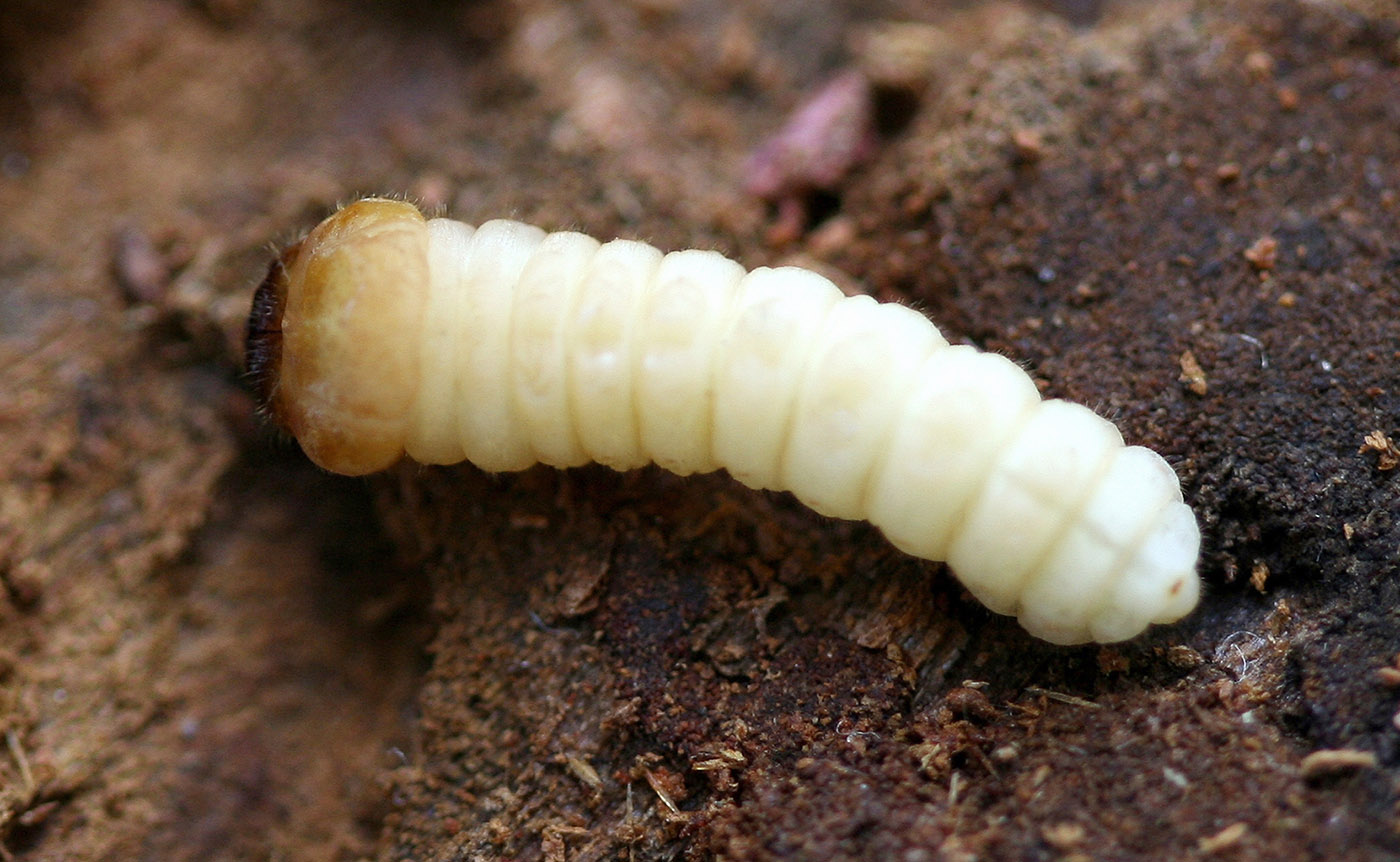 Tetropium gabrieli - larva