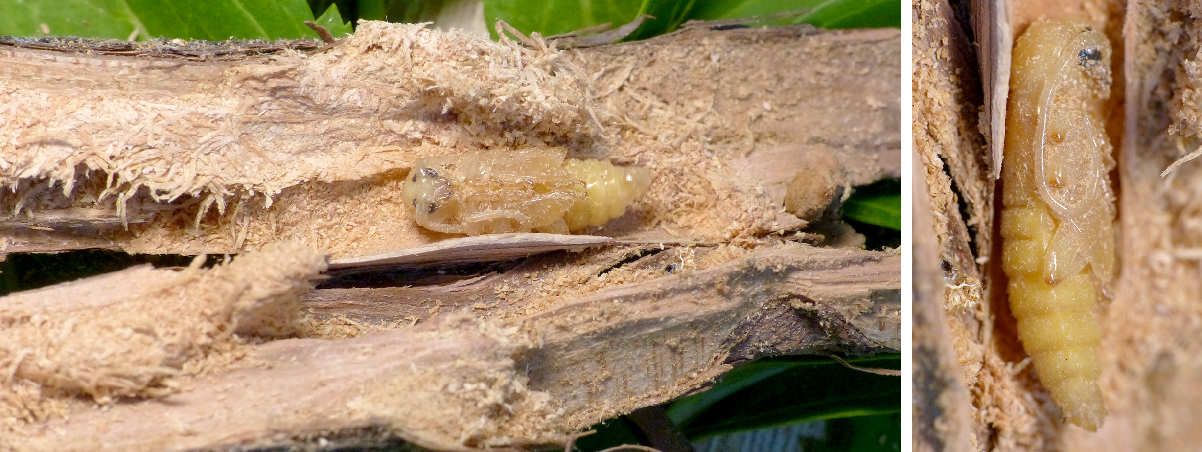 Trichoferus antonioui - larva