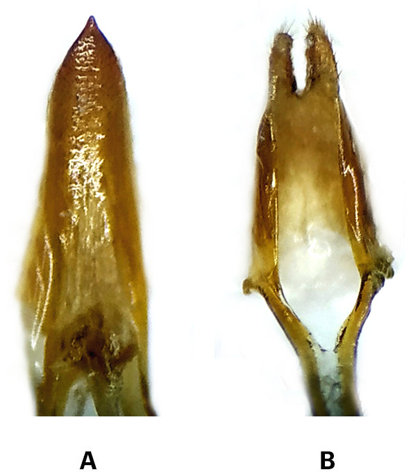 Trichoferus cisti - genitalia