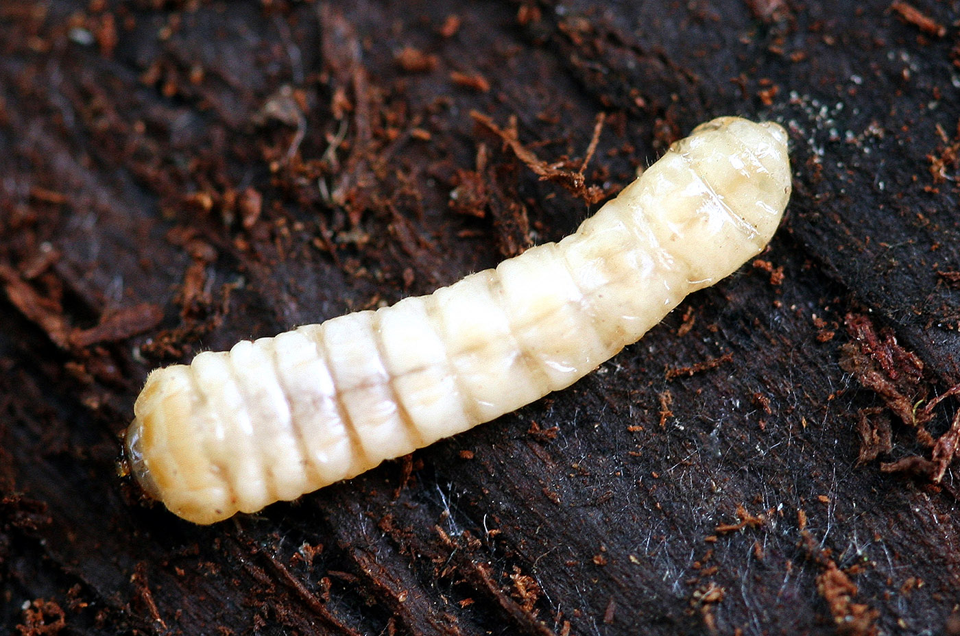 Xylotrechus ibex - larva