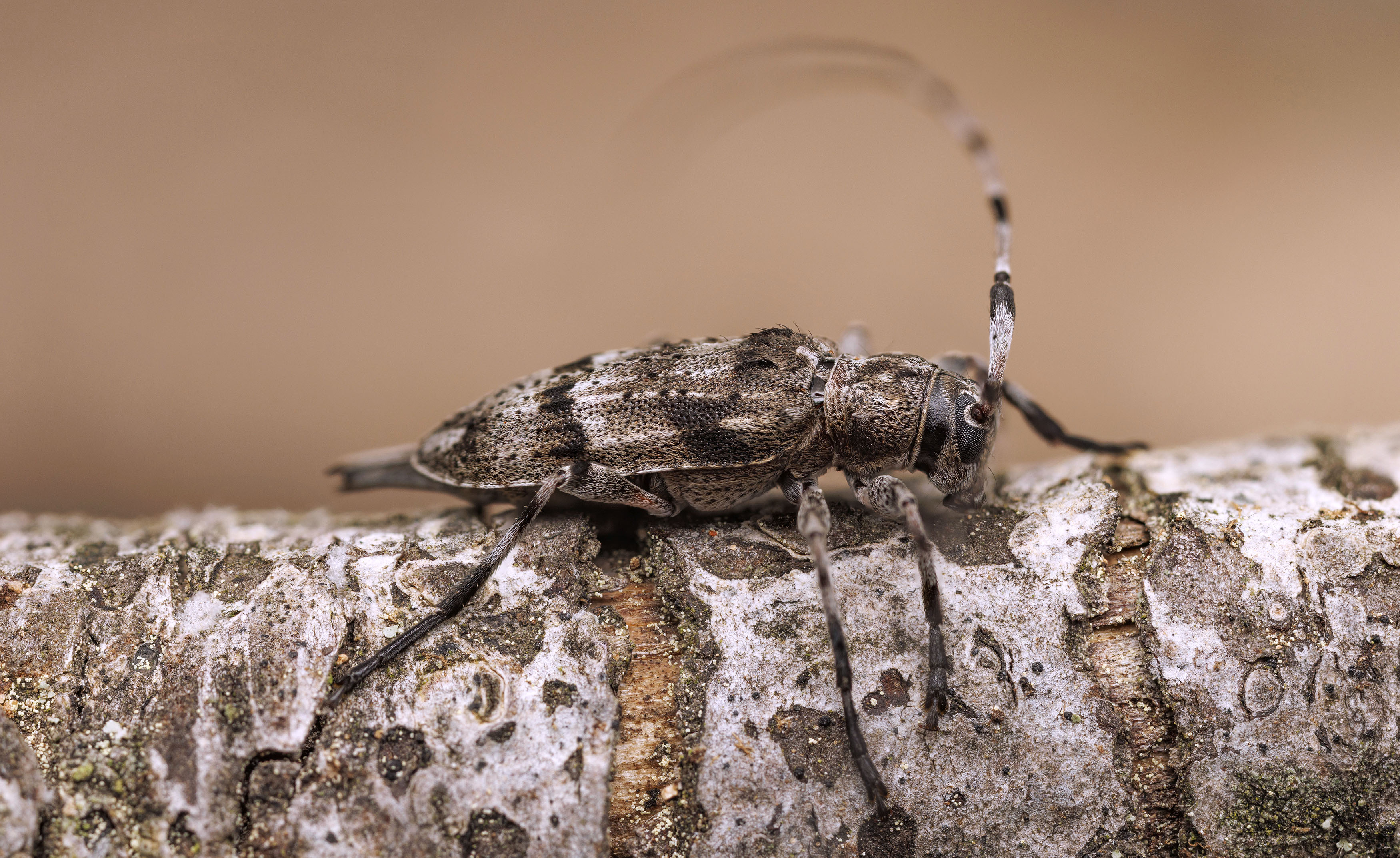 Acanthocinus hispanicus