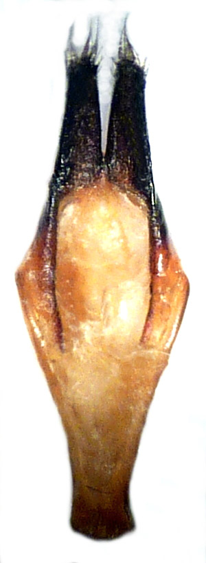 Aegomorphus francottei