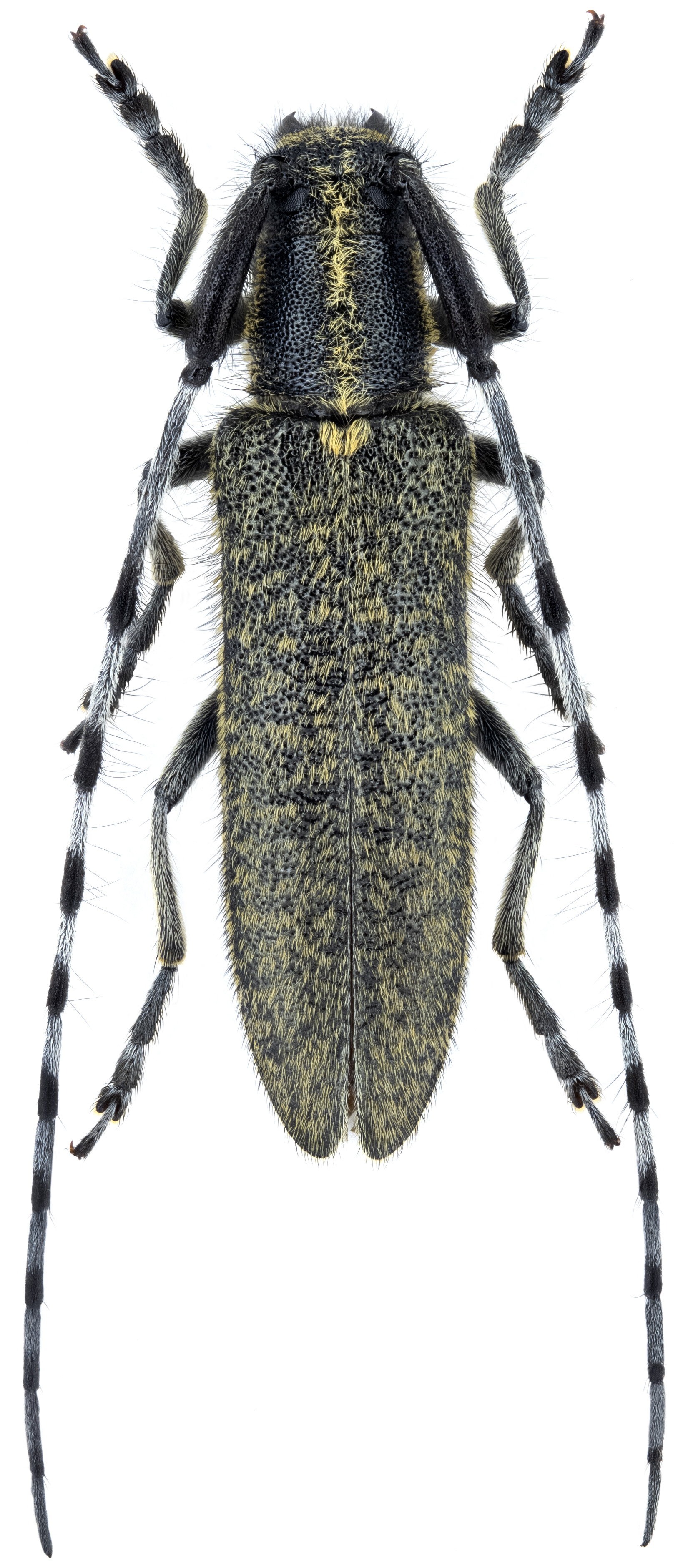 Agapanthia gazanchidisi