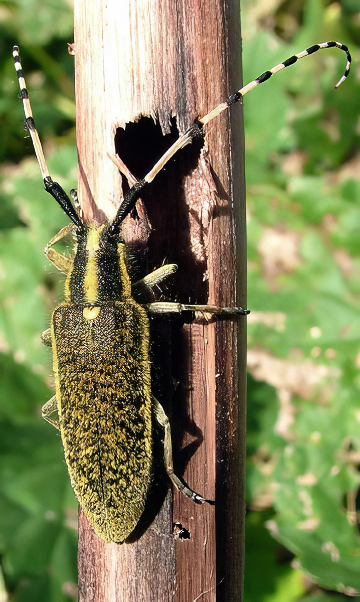 Agapanthia asphodeli nicosiensis