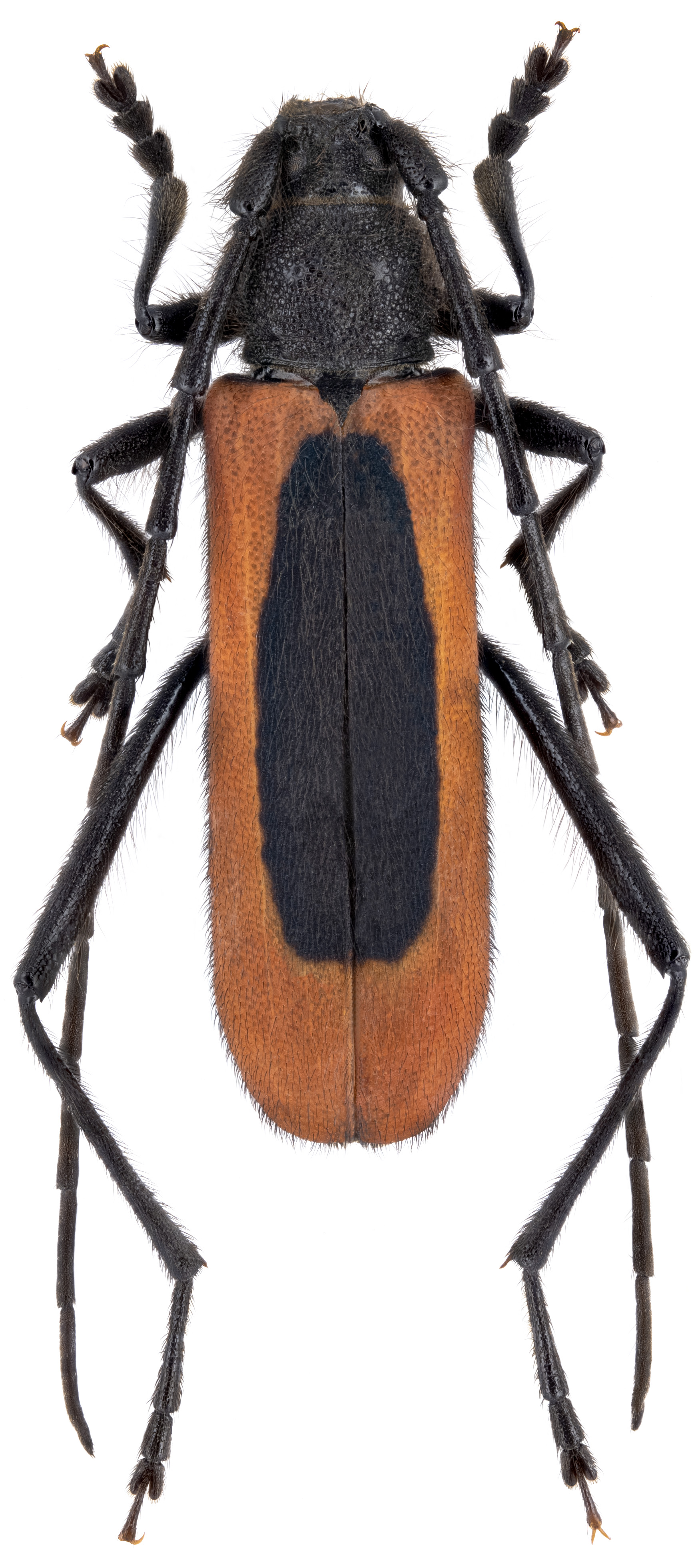 Amarysius altajensis coreanus