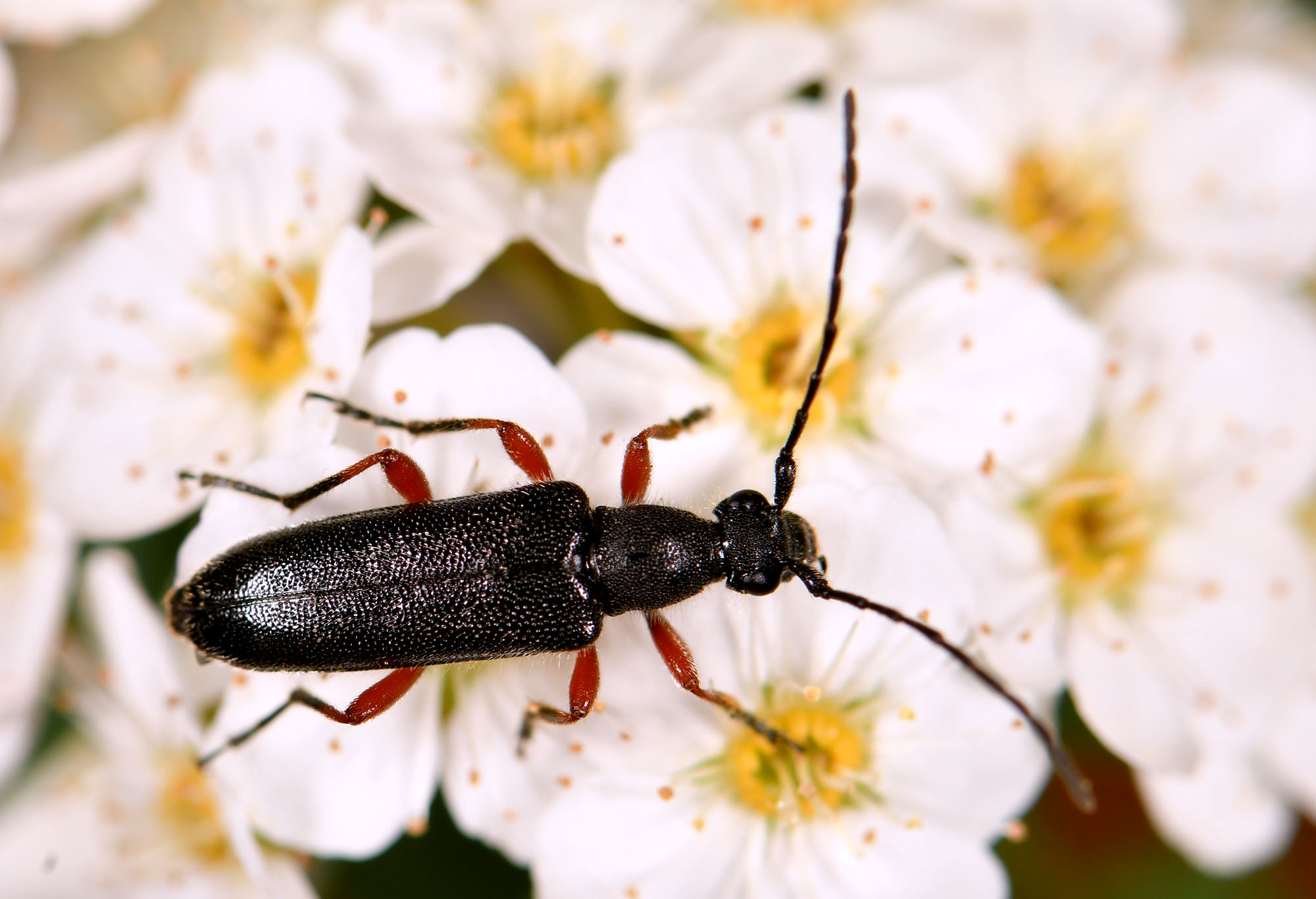 Anoplodera rufipes