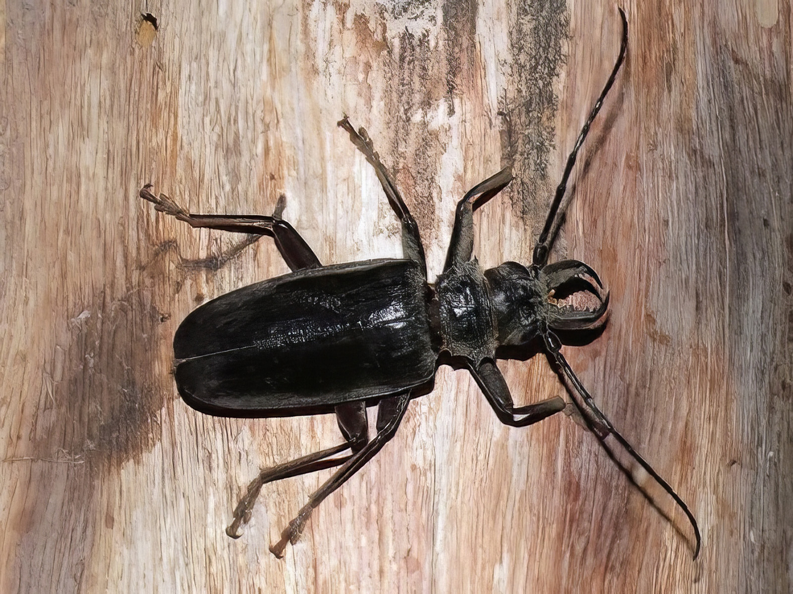 Anthracocentrus rugiceps - male