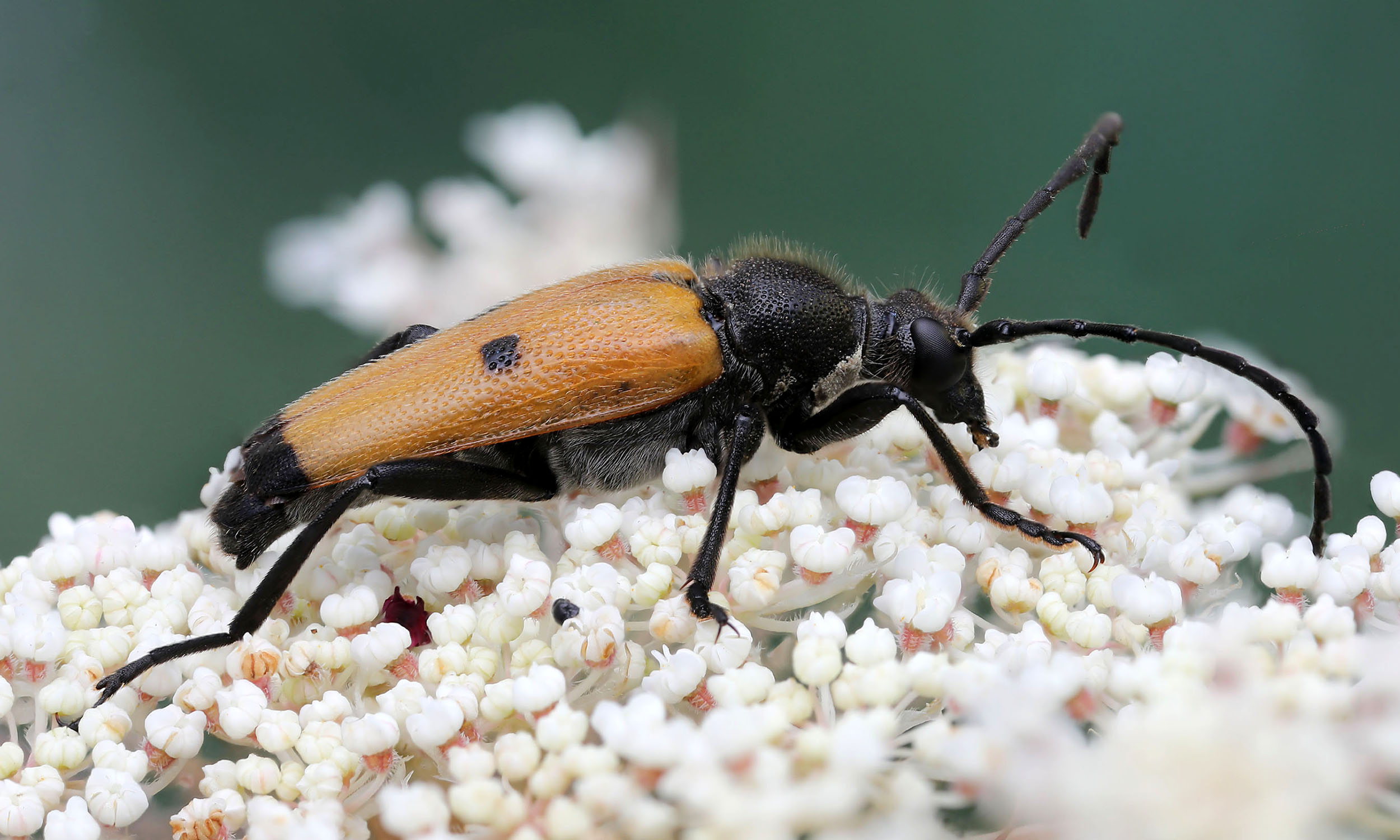 Paracorymbia tesserula