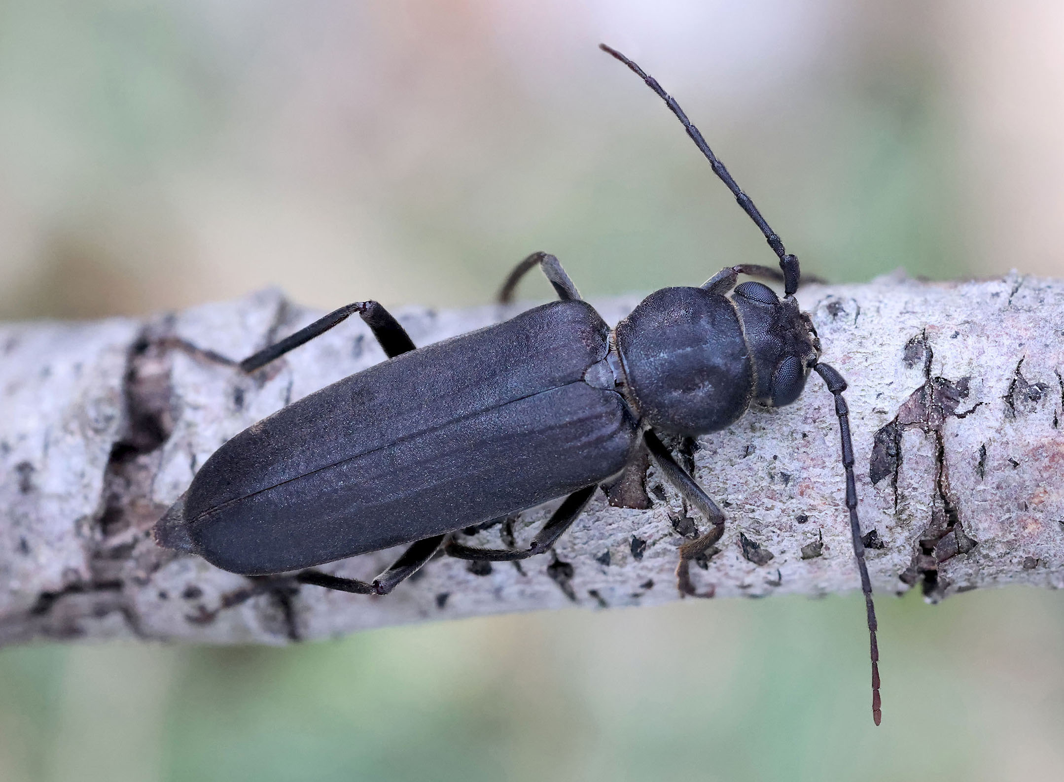 Trichoferus holosericeus