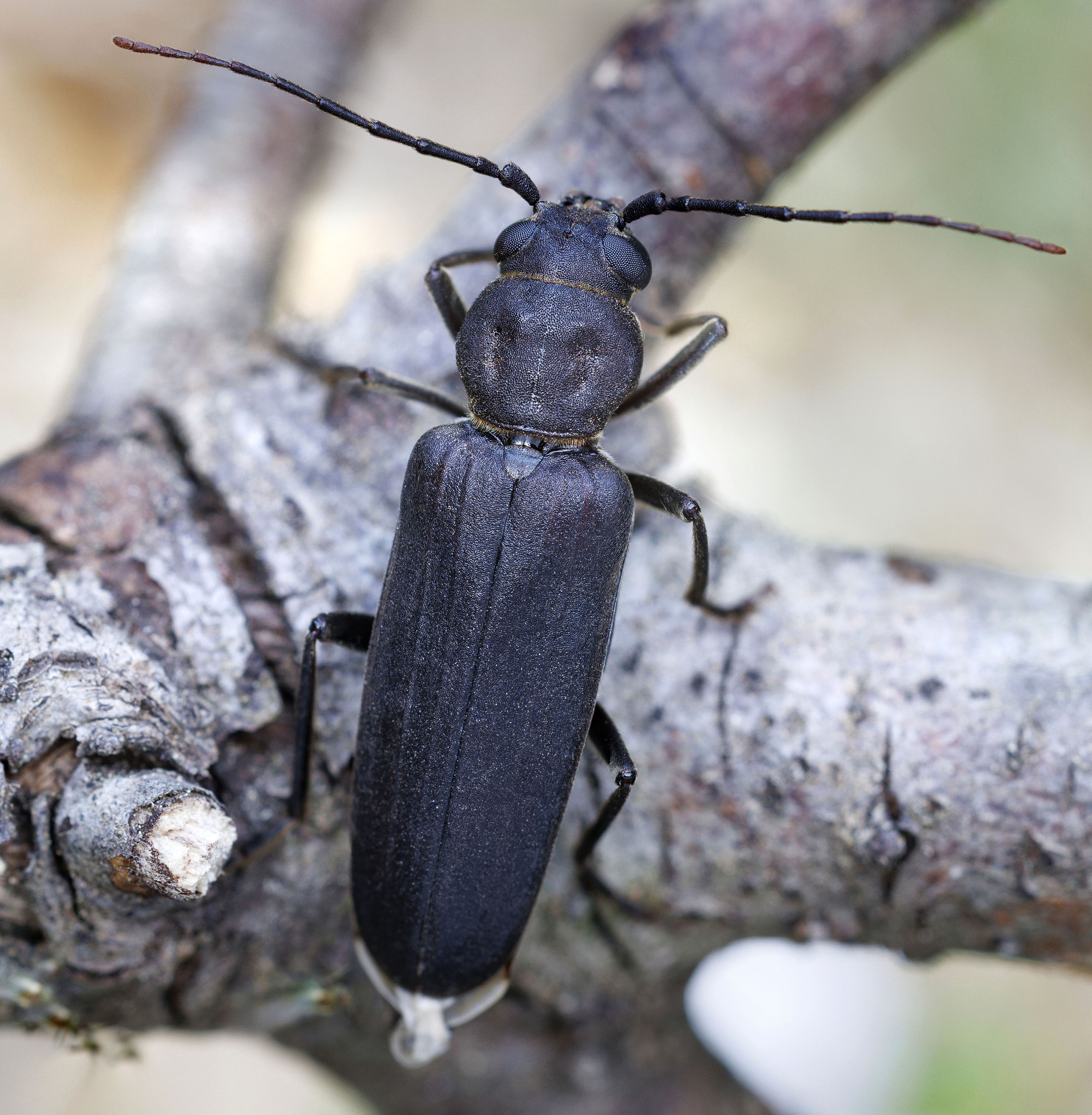 Trichoferus holosericeus