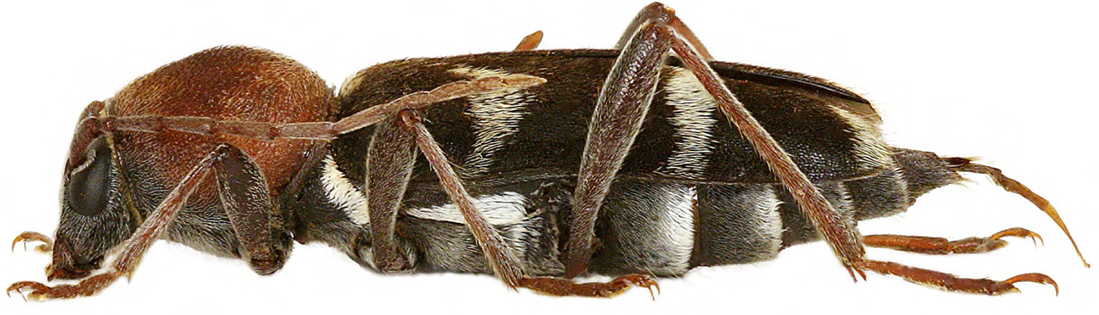 Chlorophorus hubenyi