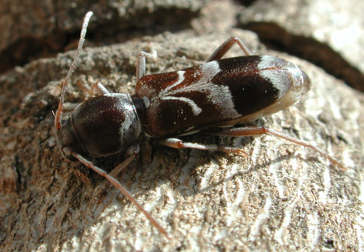 Chlorophorus ringenbachi