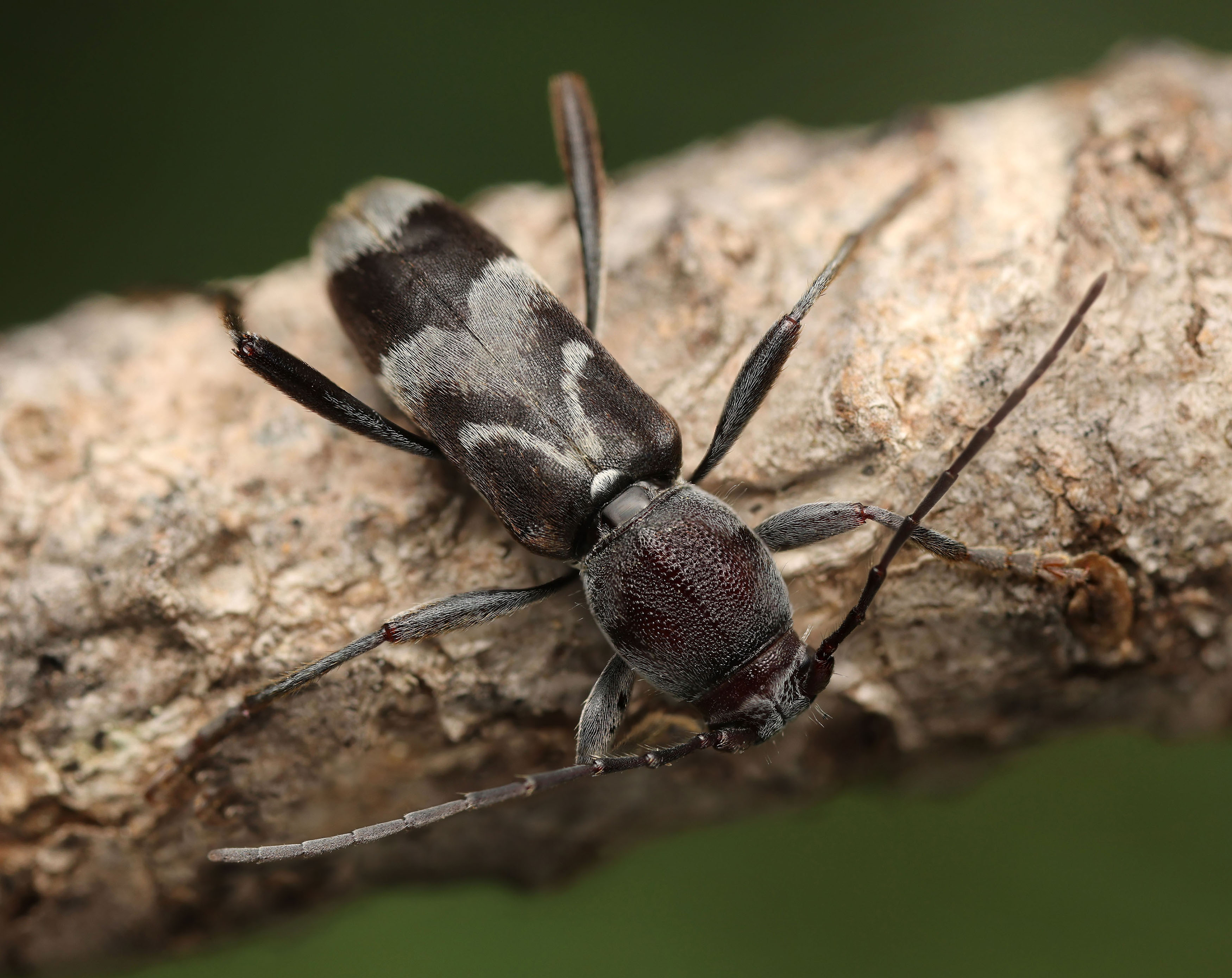 Chlorophorus ruficornis